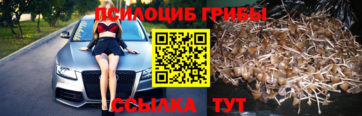 Краснодар  Галлюциногенные грибы Psilocybe  Вход с VPN 